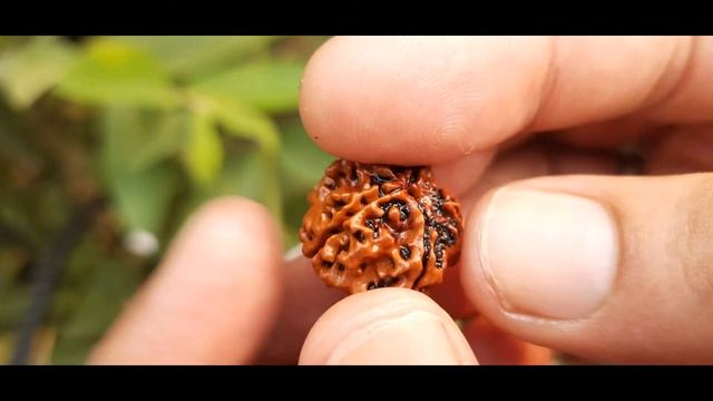 Buy Original Nepali 5 Mukhi Rudraksha # 0504 смотреть онлайн