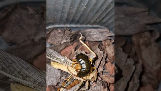 Сколопендра ест саранчу. "Хищник" смотреть онлайн