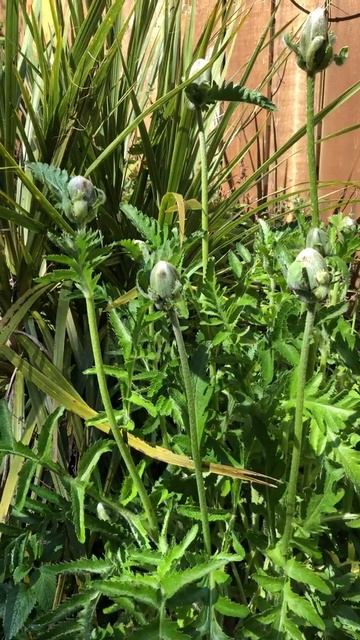 How many Scarlet Oriental Poppies buds do you see? смотреть онлайн