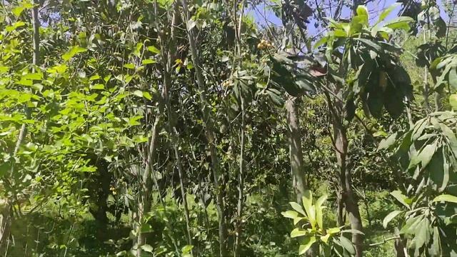 Aftab Mughal Activities | لوکاٹ | Eriobotrya japonica | смотреть онлайн