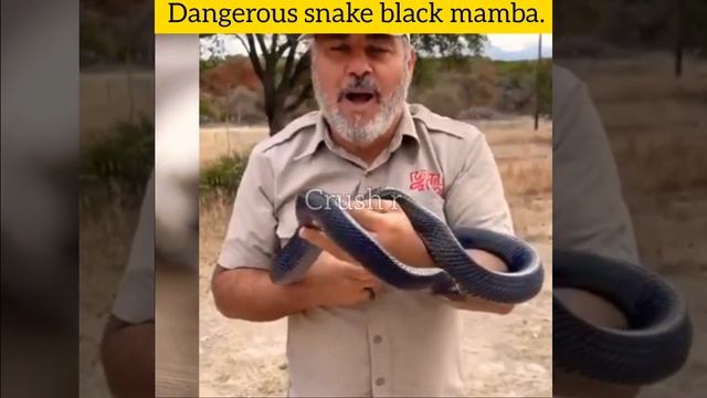 ये है दुनिया का सबसे खतरनाक साँप 😱 Worlds Dangerous  #snake #crushr #shorts