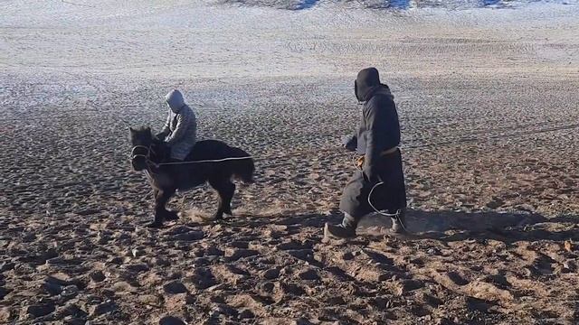 10 настай хүү нь аавтайгаа даага сургаж байна смотреть онлайн