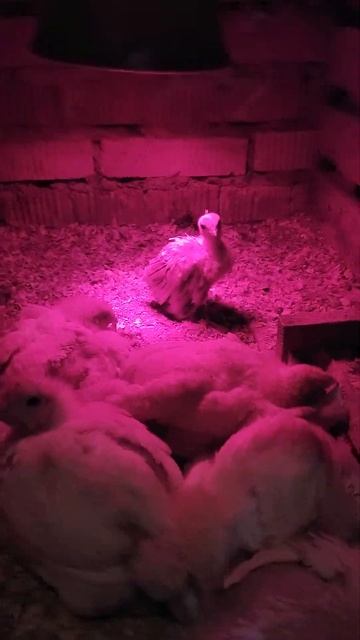 Павлин в домашних условиях. часть-4. Павлину 3 недели. смотреть онлайн