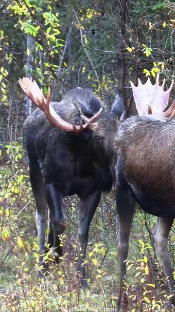 Huge Bull Moose Courts Cow During the Rut смотреть онлайн