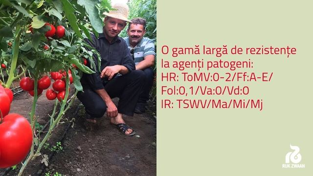 Alamina RZ F1 (in Romanian Language)