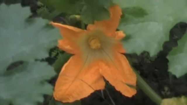 Кабачок цветёт