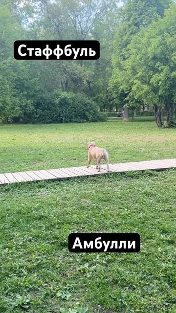 Собака, которая не требует долгого выгула и активной прогулки. Амбулли смотреть онлайн