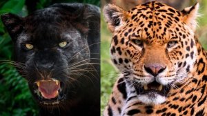 Big Wild Cats: Black Panther Vs Leopard Vs Jaguar - What Makes Them Unique?