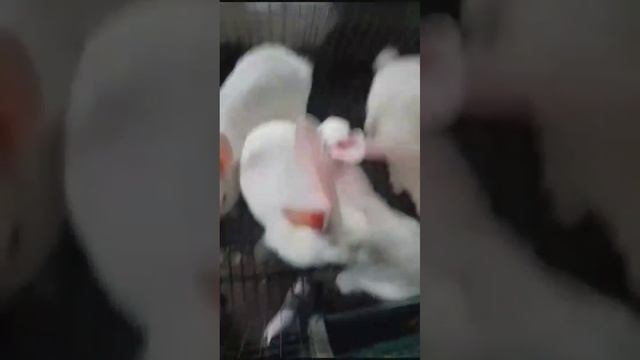 ДмитрийОлеся кролики Удельная Солнечная