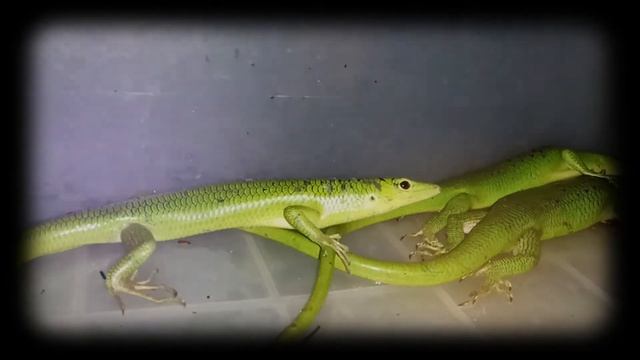 Emerald Tree Skink ( Lamprolepis smaragdina ) смотреть онлайн