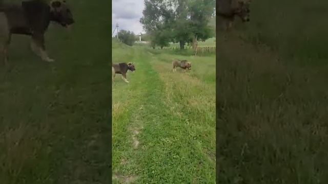87011777751 смотреть онлайн
