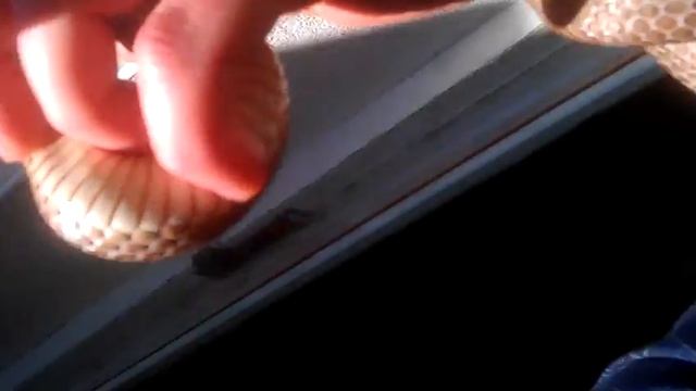 African beaked snake смотреть онлайн