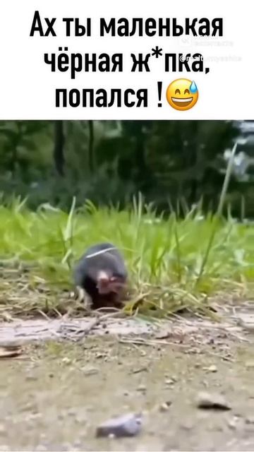 Нееет, это не я, честно ! 😅 | кроты на участке смотреть онлайн