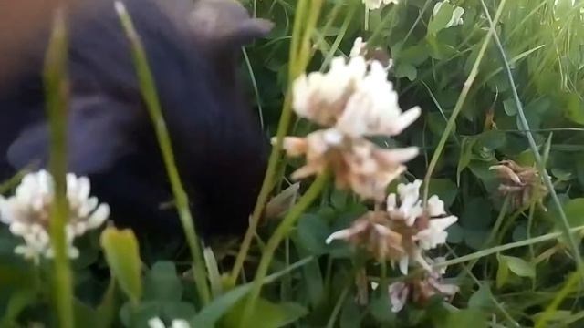 Моя морская свинка!!. смотреть онлайн