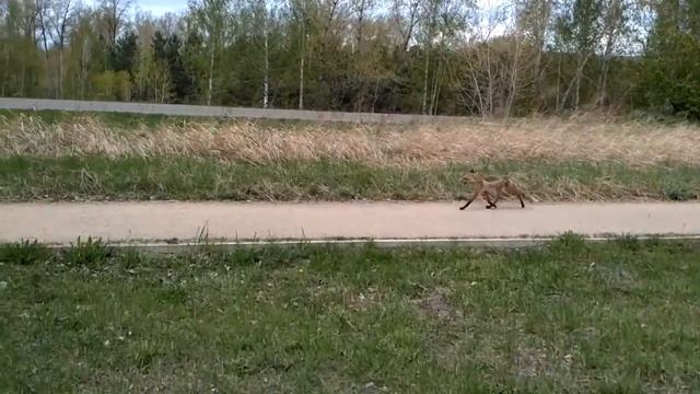 Лис кого-то поймал смотреть онлайн