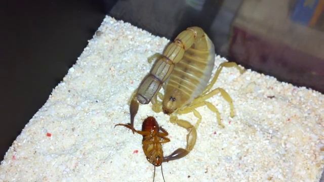 Androctonus Australis Hector Vid 7 Part 1 - "Pointless Struggle" смотреть онлайн