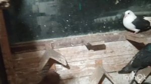 Николаевские голуби