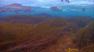 Рыбалка на хариуса с зятем, подводные съёмки. 15.04.2025