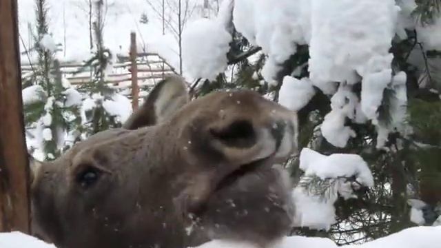 Алёнка и Лось 2 смотреть онлайн
