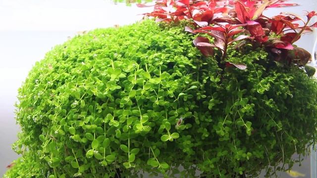 Aquascape THE TRIPOD (update) смотреть онлайн