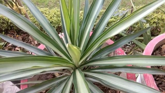 How to grow and care AGAVE PLANT and its propagation смотреть онлайн