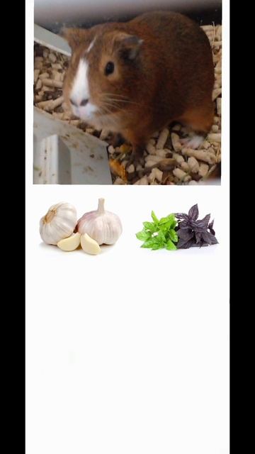 Угадай что можно есть морской свинке часть 13