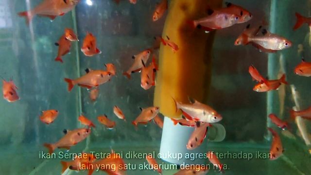 Serpae Tetra смотреть онлайн