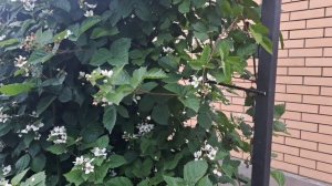 Опора для ежевики и грядка с клубникой