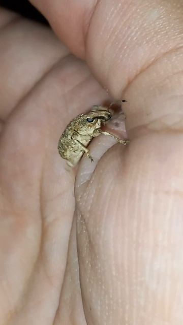 gorgojo (curculionidae) elefantes del mundo de los insectos смотреть онлайн