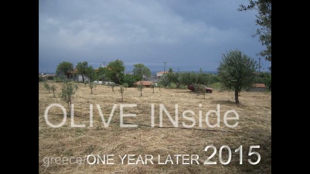 KORONEIKI olive tree growth rate per year/olive inside/