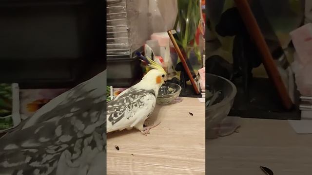 Попугай и семечки 🌻 #забавныеживотные #попугай