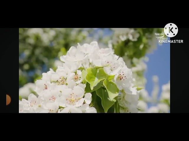 Мы родились в Сибири//денег нет,но вы держитесь //обзор канала смотреть онлайн