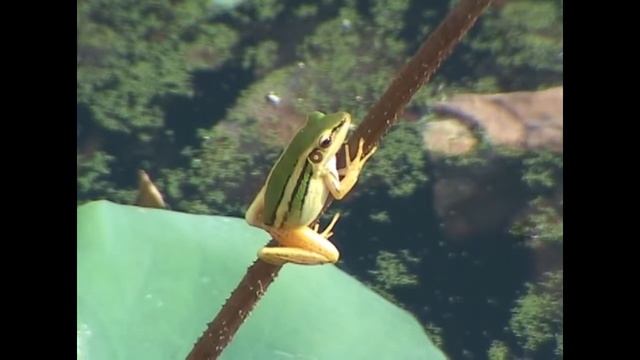 Cambodia, Siem Reap, lotuses and frogs - Камбоджа, Сием Рип, лотосы и лягушата смотреть онлайн