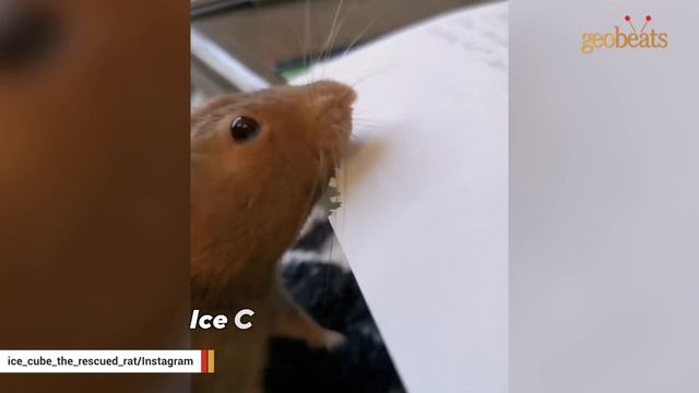 Woman Finds Rat On The Street. Now She Can't Live Without Him.