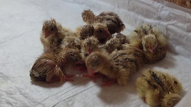 Цветные яйца породистых кур. Вылупление в инкубаторе перепелов Золотой Феникс. смотреть онлайн