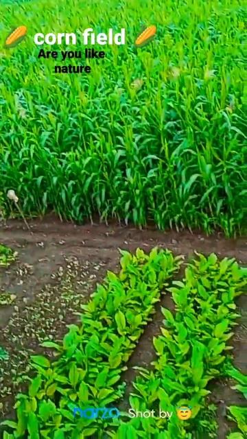 Corn field in village #natural #nature #short #pusparaj by natural tips смотреть онлайн