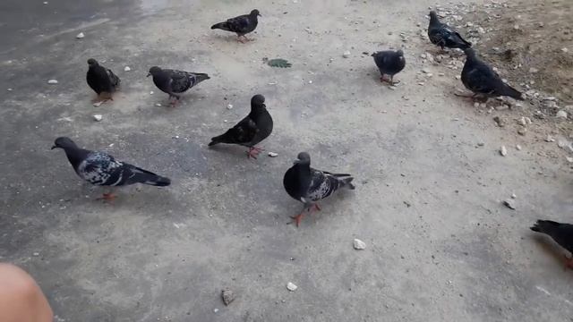 Влог.Голуби и картофель фри.🍟Гуляем,кормим голубей.🦅Болталка.