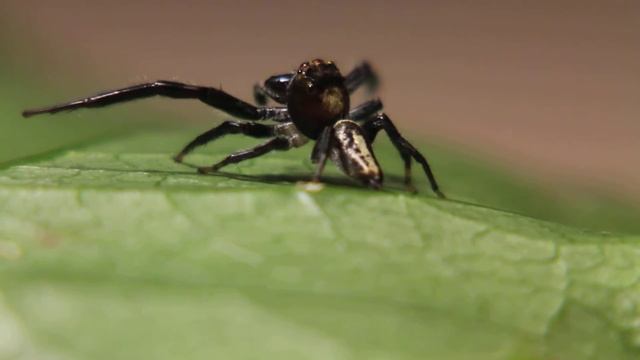 Salticidae Opisthoncus mordax (macro video of a jumping spider) смотреть онлайн