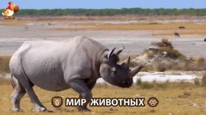 Животный мир планеты – красота и грация созданий Природы 🦁🦚🐵 Выпуск (22) 🐻🦉🦝