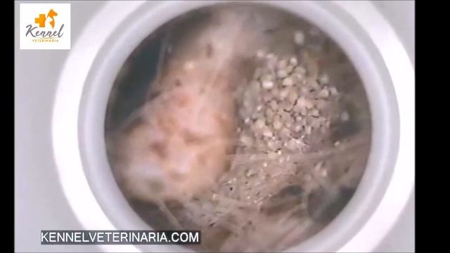 DIAGNÓSTICO DE SARNA NOTOÉDRICA смотреть онлайн