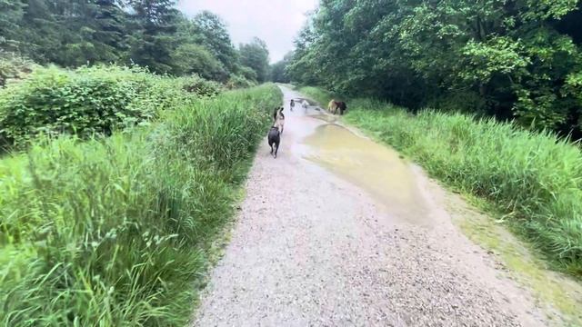 Woofer Walk/ Tues.Morn. (1) смотреть онлайн