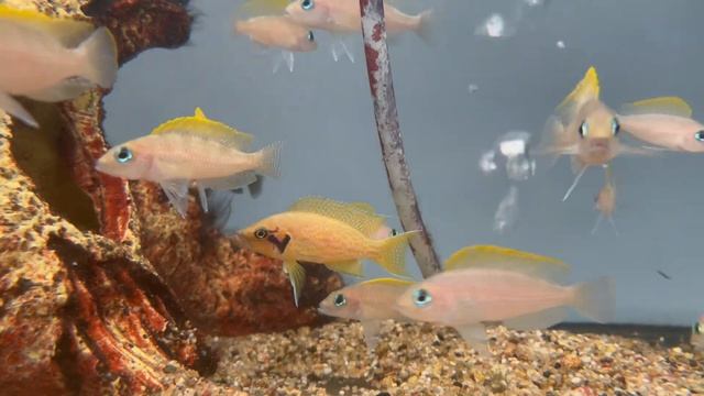 Lamprologus caudopunctatis red fin en Neolamprologus helianthus смотреть онлайн