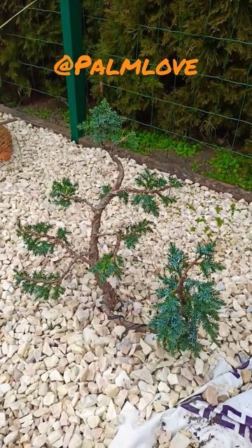 Bonsai Niwaki Juniperus Chinensis. смотреть онлайн