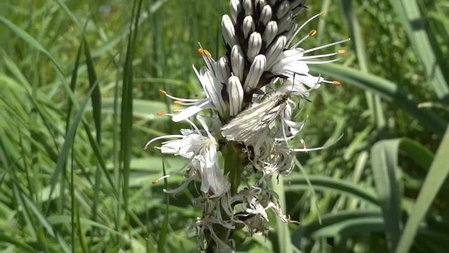 Parnassius mnemosyne in the Sila Mountains in southern Italy