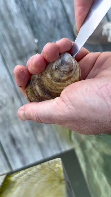 ASMR Sounds of Oyster Shucking #chesapeakebay #oysters смотреть онлайн