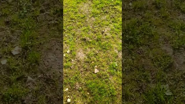 что такое муравьиный лёт 2 смотреть онлайн