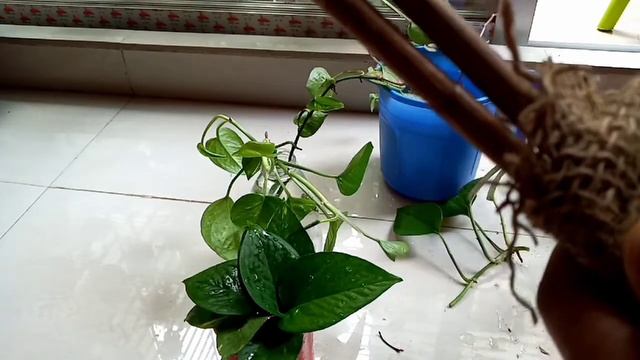 একটি Moneyplant/Green Prothos থেকে অনেক অনেক Moneyplant তৈরি করার উপায়।(পানিতে ও মাটিতে) смотреть онлайн