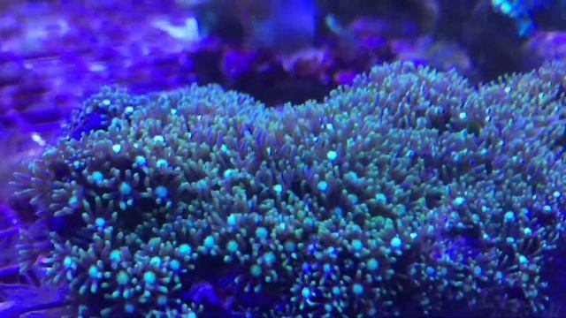 КАЛИПСО АКВА смотреть онлайн