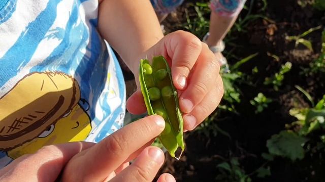 Поспел зеленый горошек ВЛОГ Торопимся собирать смотреть онлайн