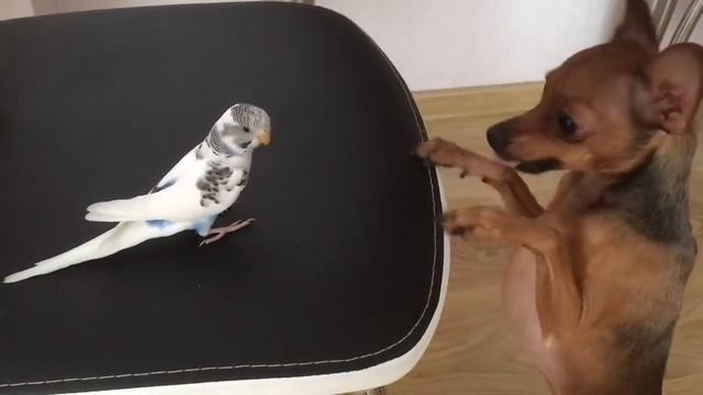 Puppy Plays with a Parrot || ViralHog смотреть онлайн